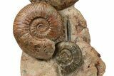 Tall, Jurassic Ammonite (Hammatoceras) Display - France #264579-2